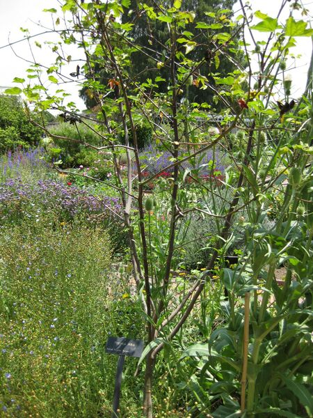 File:IMG 7649 hunt09jun.jpg