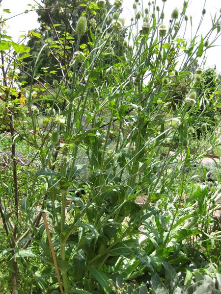 File:IMG 7650 hunt09jun.jpg