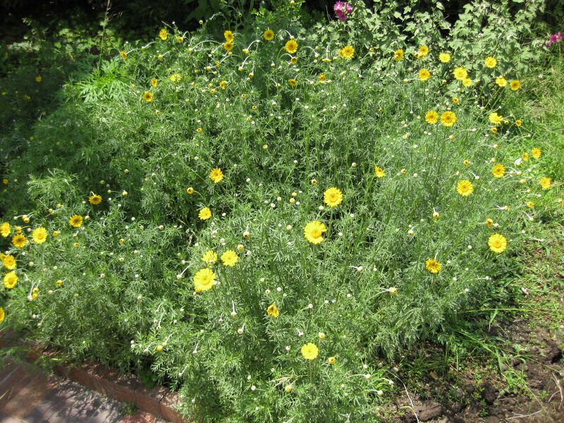 File:IMG 7651 hunt09jun.jpg