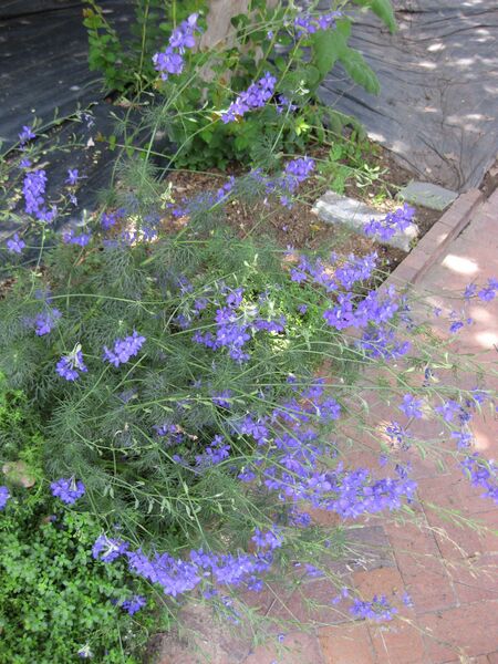 File:IMG 7653 hunt09jun.jpg