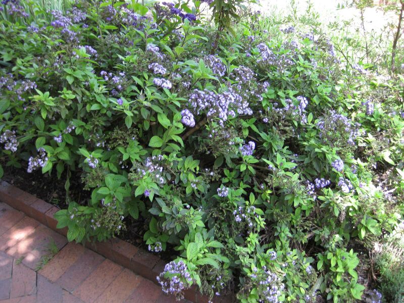 File:IMG 7654 hunt09jun.jpg