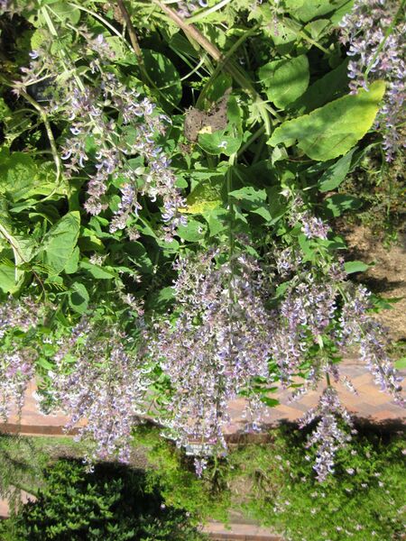 File:IMG 7655 hunt09jun.jpg