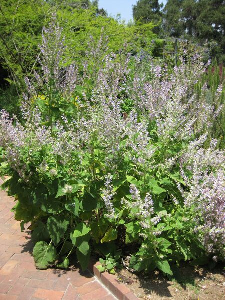 File:IMG 7656 hunt09jun.jpg