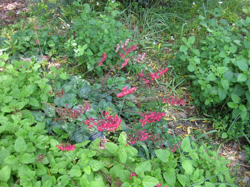 File:IMG 7657 hunt09jun.jpg