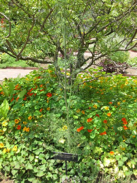 File:IMG 7660 hunt09jun.jpg