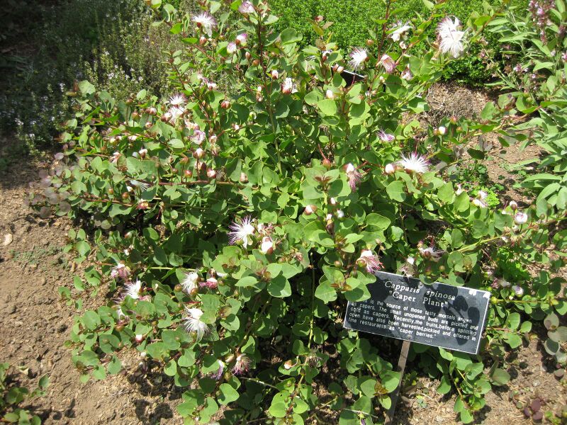 File:IMG 7661 hunt09jun.jpg