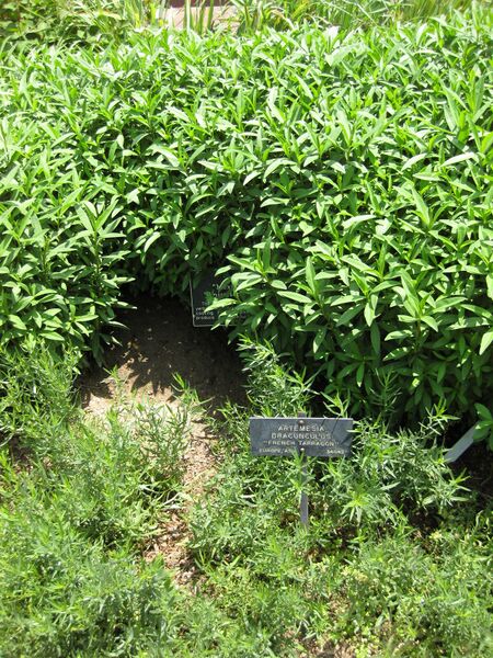 File:IMG 7663 hunt09jun.jpg