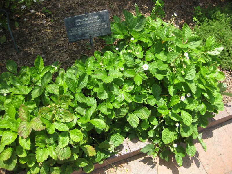 File:IMG 7664 hunt09jun.jpg