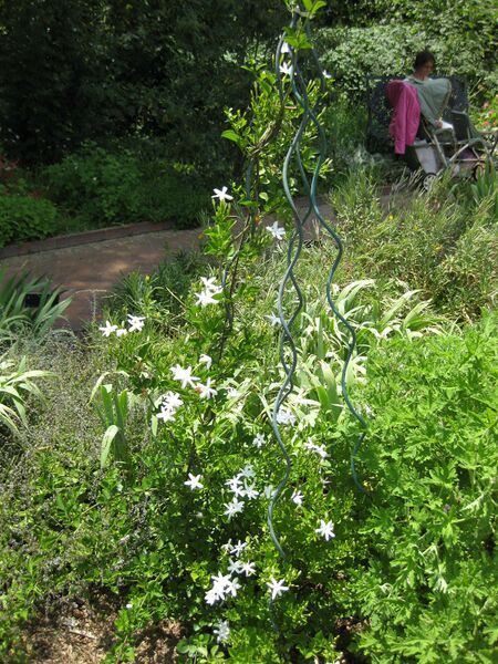 File:IMG 7665 hunt09jun.jpg