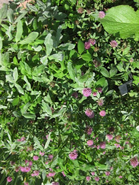 File:IMG 7666 hunt09jun.jpg