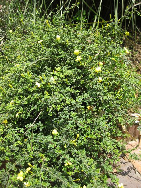 File:IMG 7667 hunt09jun.jpg