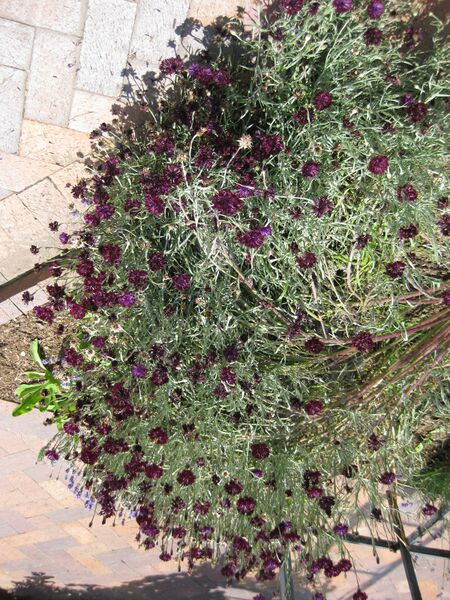 File:IMG 7668 hunt09jun.jpg