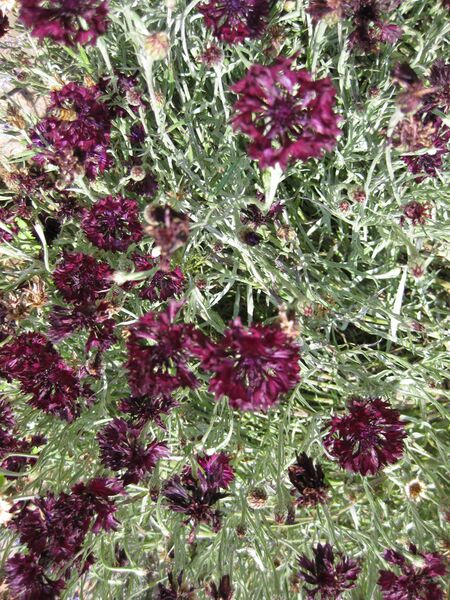 File:IMG 7669 hunt09jun.jpg