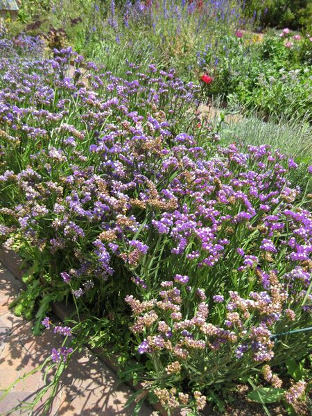 File:IMG 7671 hunt09jun.jpg