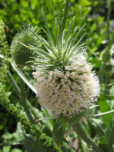 File:IMG 7673 hunt09jun.jpg