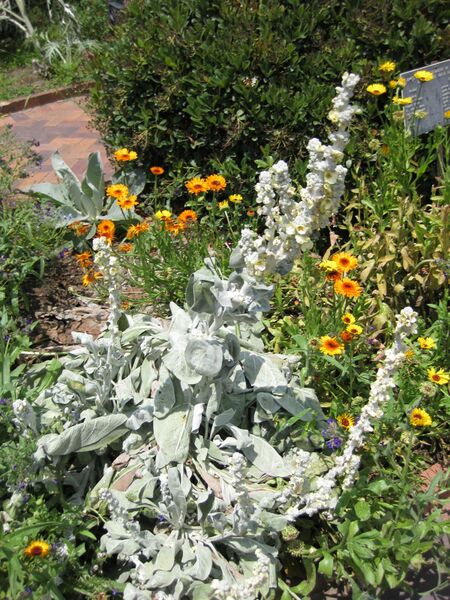 File:IMG 7675 hunt09jun.jpg