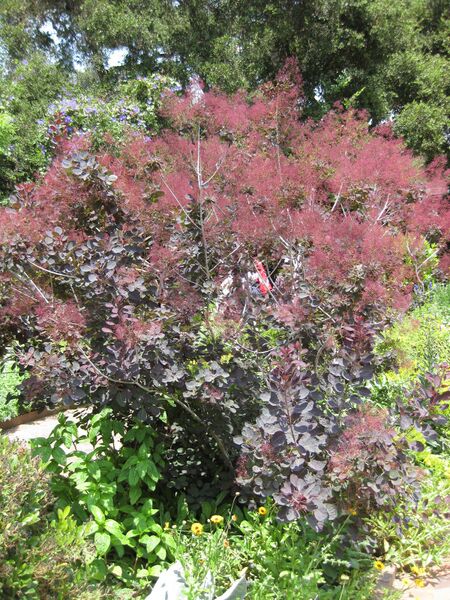 File:IMG 7676 hunt09jun.jpg