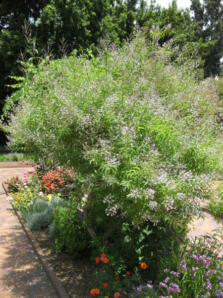 File:IMG 7678 hunt09jun.jpg