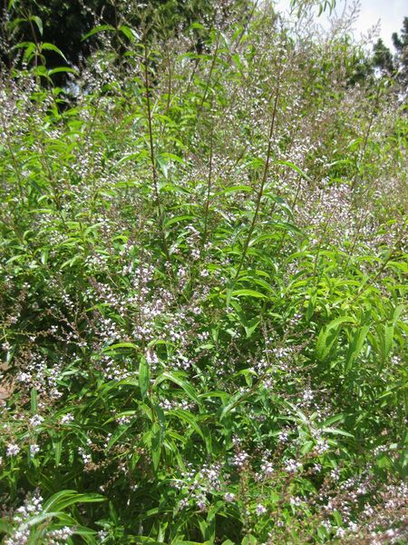 File:IMG 7679 hunt09jun.jpg