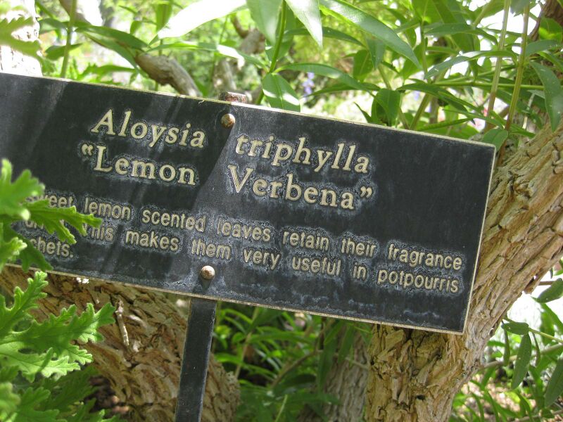 File:IMG 7680 hunt09jun.jpg