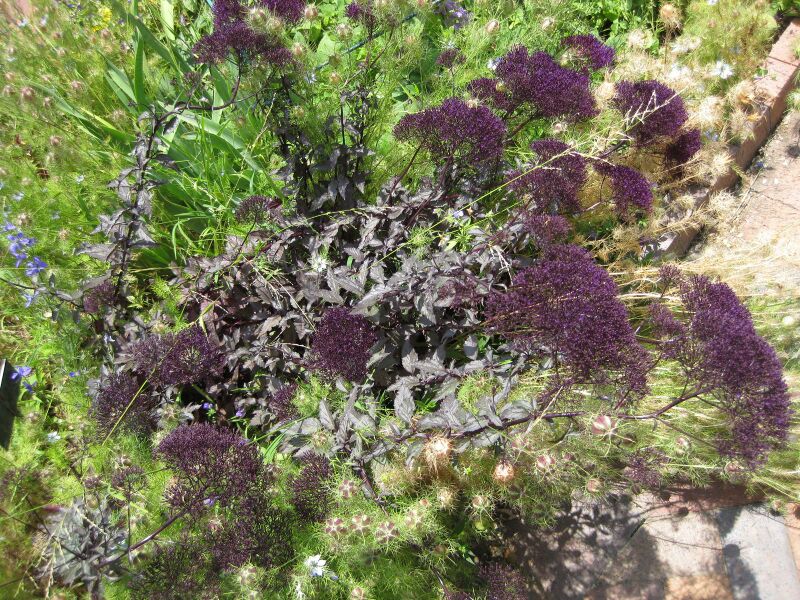 File:IMG 7681 hunt09jun.jpg