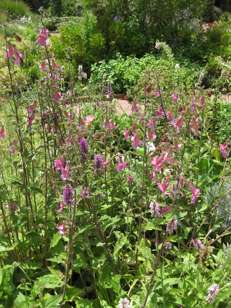 File:IMG 7683 hunt09jun.jpg