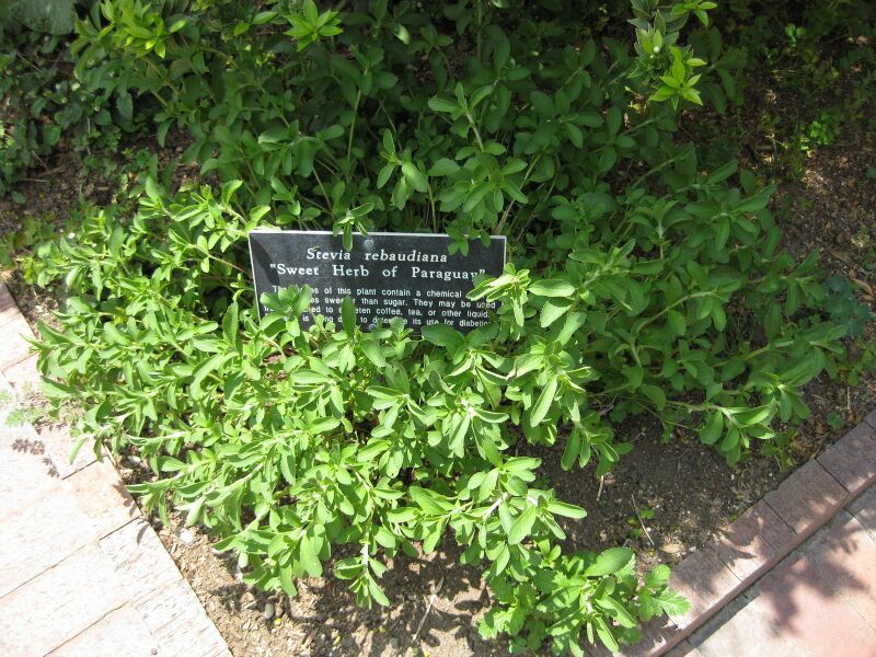 File:IMG 7684 hunt09jun.jpg