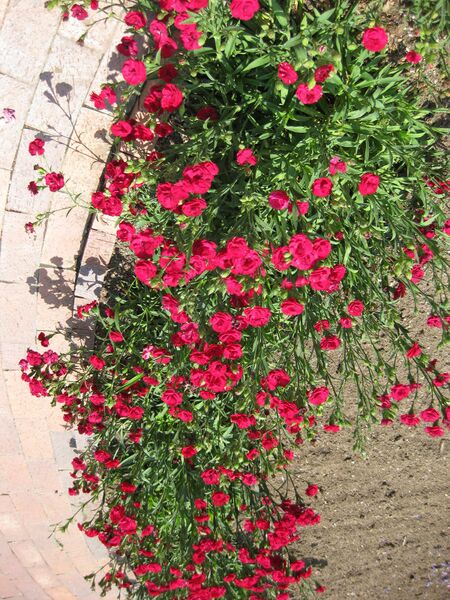 File:IMG 7685 hunt09jun.jpg