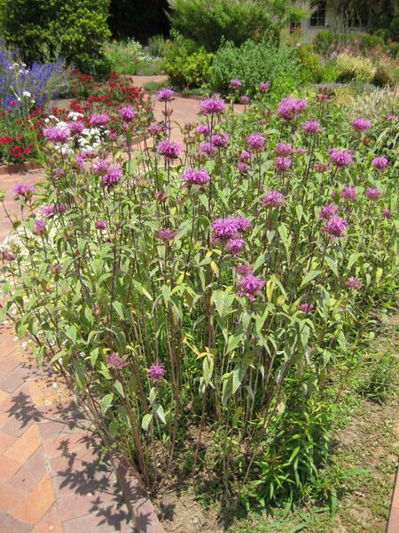 File:IMG 7686 hunt09jun.jpg