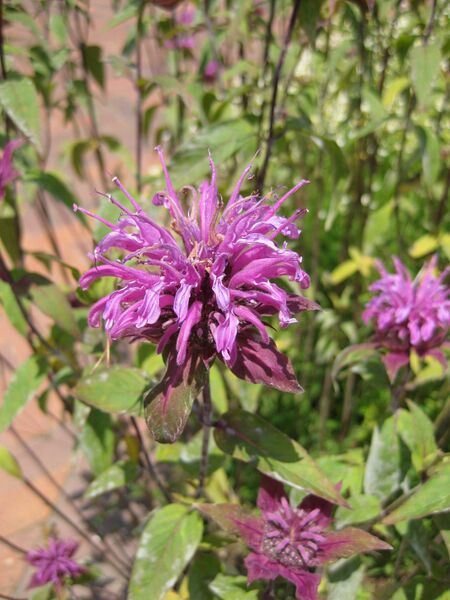 File:IMG 7687 hunt09jun.jpg