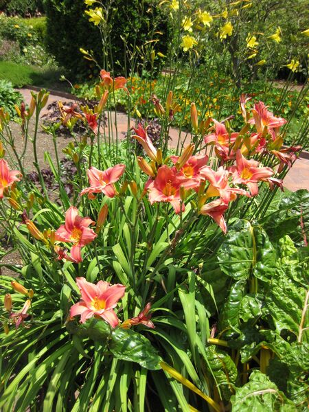 File:IMG 7690 hunt09jun.jpg