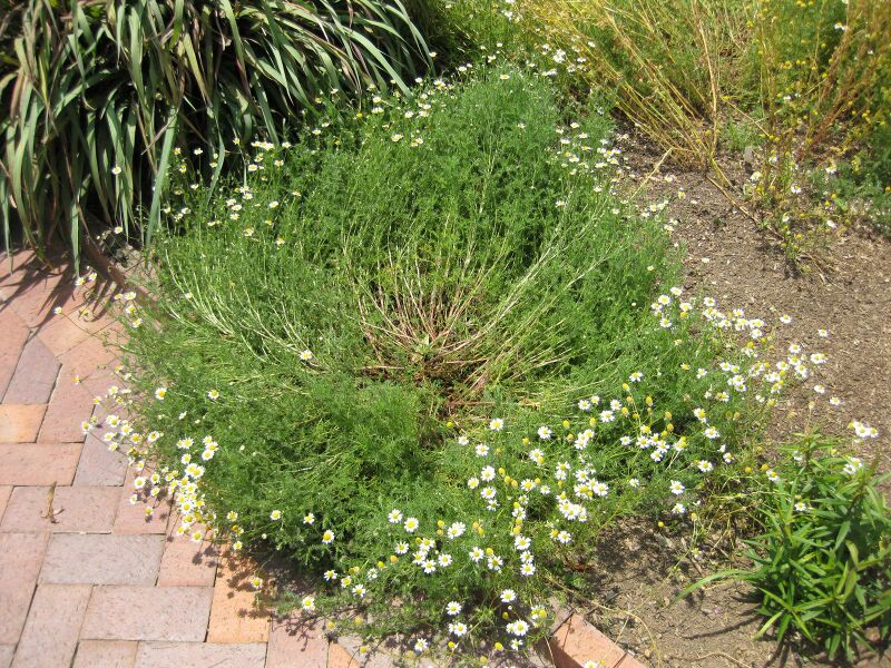 File:IMG 7691 hunt09jun.jpg