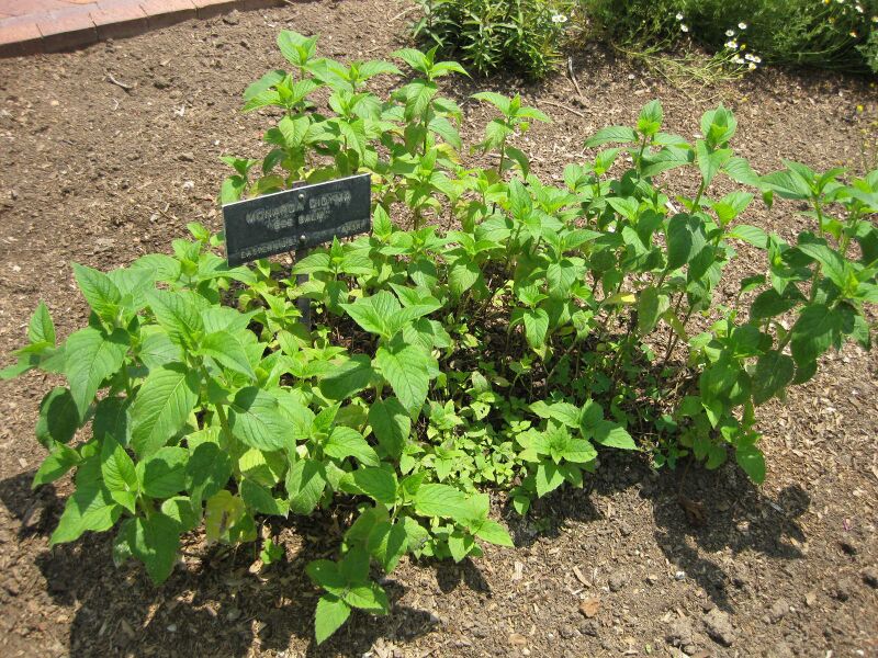 File:IMG 7692 hunt09jun.jpg