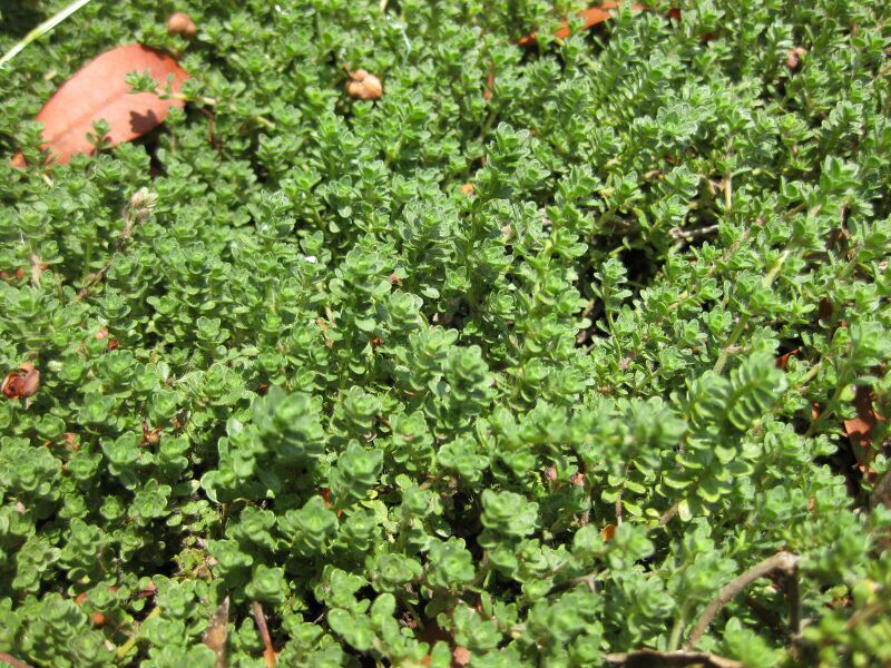 File:IMG 7694 hunt09jun.jpg