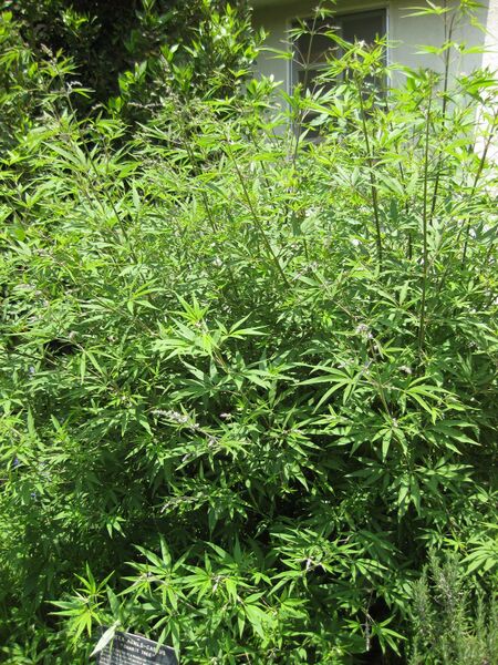 File:IMG 7696 hunt09jun.jpg