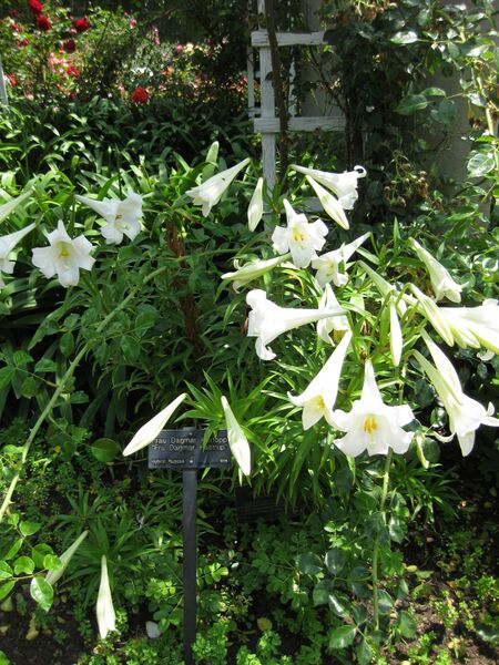 File:IMG 7698 hunt09jun.jpg