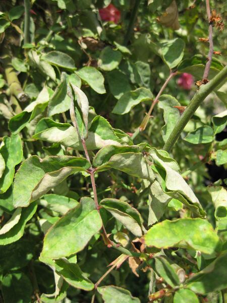 File:IMG 7701 hunt09jun.jpg