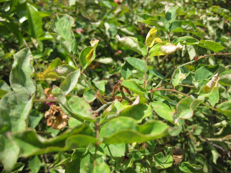 File:IMG 7702 hunt09jun.jpg