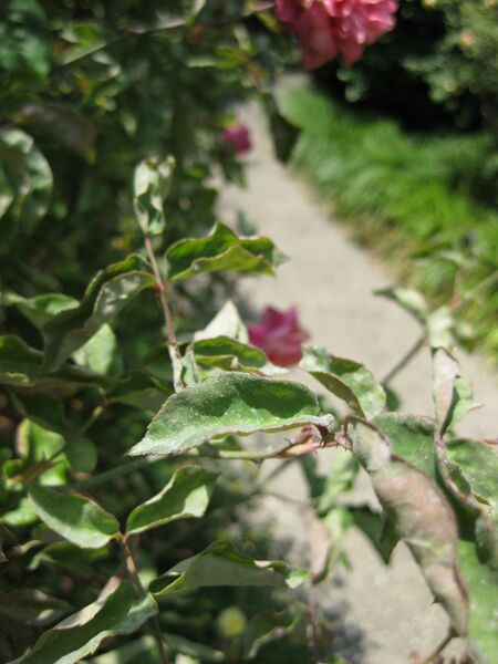 File:IMG 7703 hunt09jun.jpg