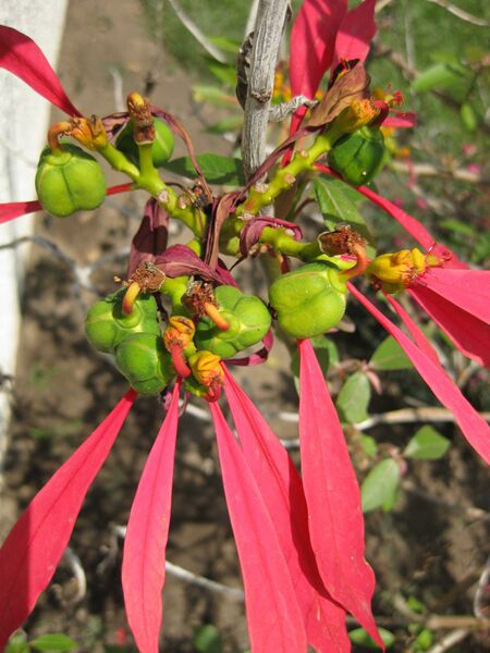 File:IMG 7704 hunt09jun.jpg