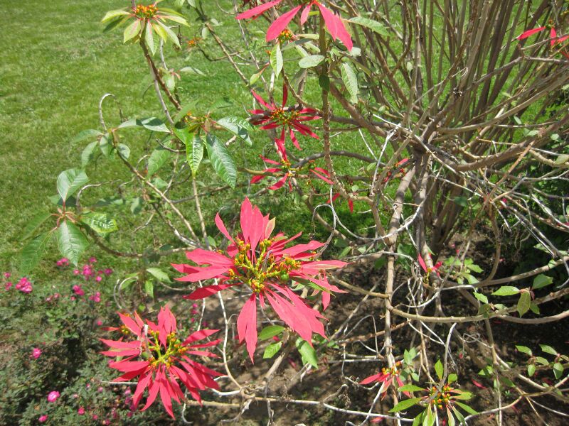 File:IMG 7705 hunt09jun.jpg