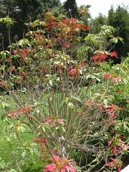 File:IMG 7706 hunt09jun.jpg