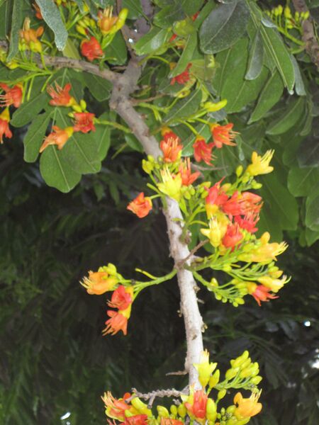 File:IMG 7708 hunt09jun.jpg