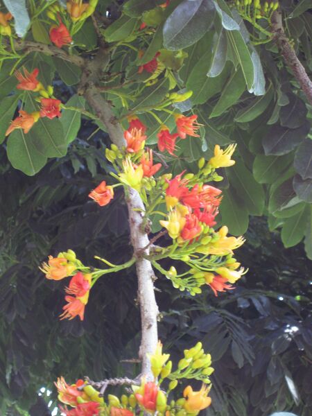 File:IMG 7709 hunt09jun.jpg