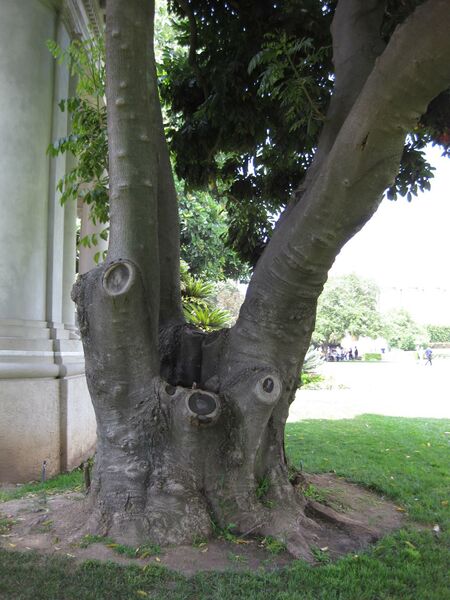 File:IMG 7710 hunt09jun.jpg