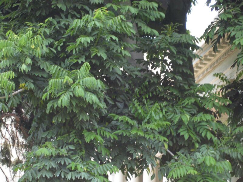 File:IMG 7713 hunt09jun.jpg