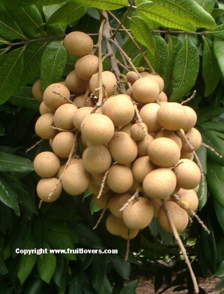 File:Longan-fruitlovers.jpg