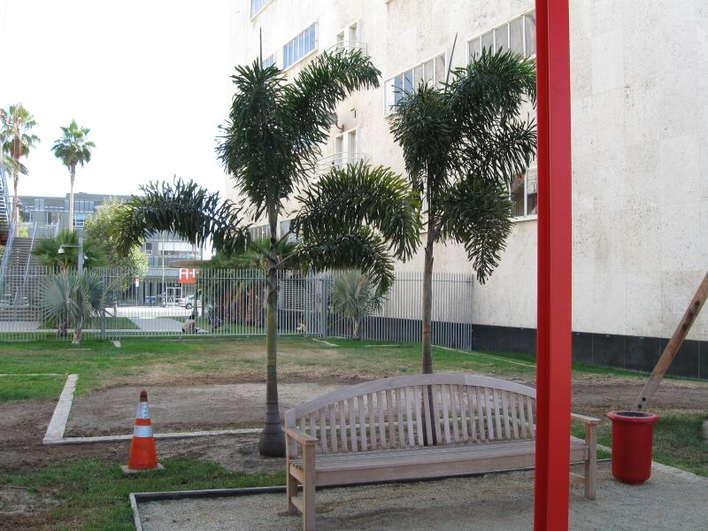 File:Palm-51-Pritchardia hildebrandii.jpg