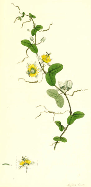 File:Passiflora biflora SmSo.png