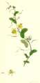 Thumbnail for version as of 00:17, 15 March 2009